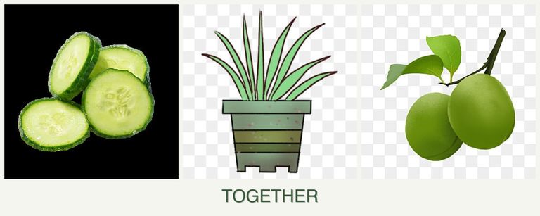 Can you plant cucumbers, lemongrass and plums together?
