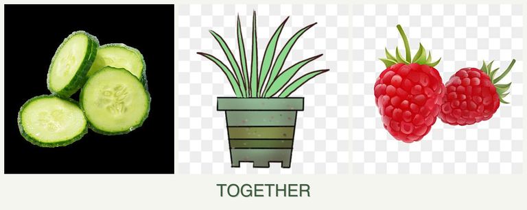 Can you plant cucumbers, lemongrass and raspberries together?
