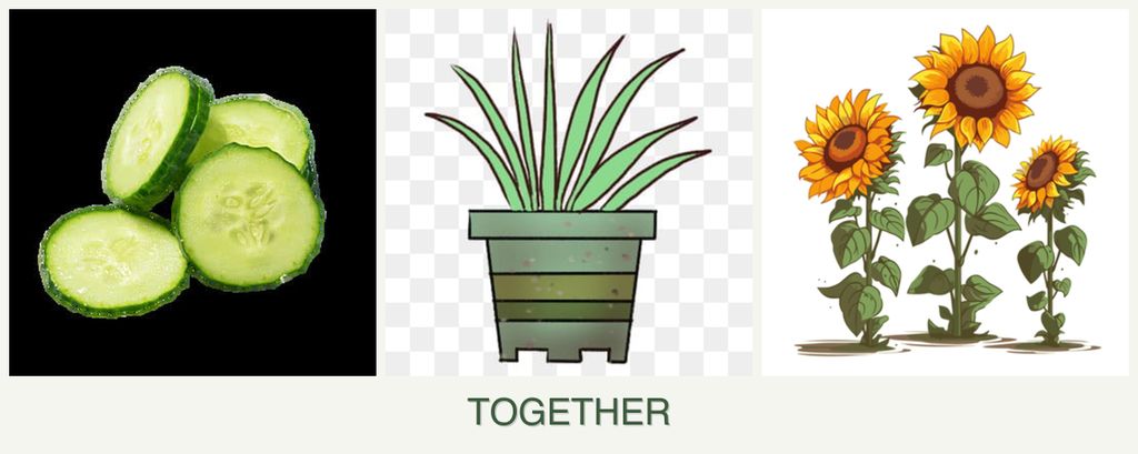 Can you plant cucumbers, lemongrass and sunflowers together?