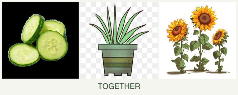 Can you plant cucumbers, lemongrass and sunflowers together?