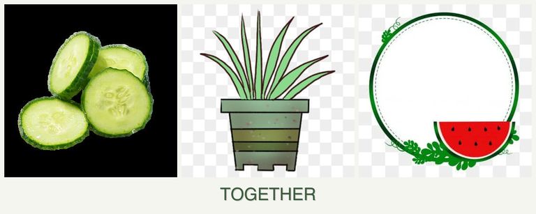 Can you plant cucumbers, lemongrass and watermelons together?