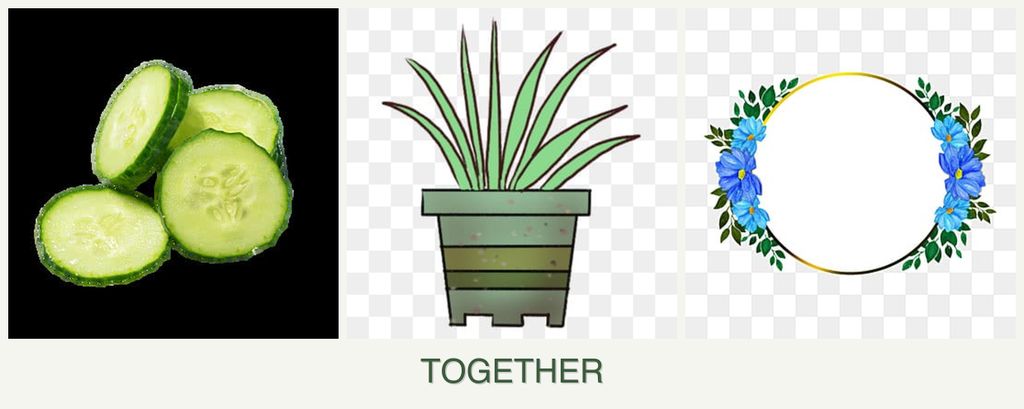 Can you plant cucumbers, lemongrass and zinnias together?