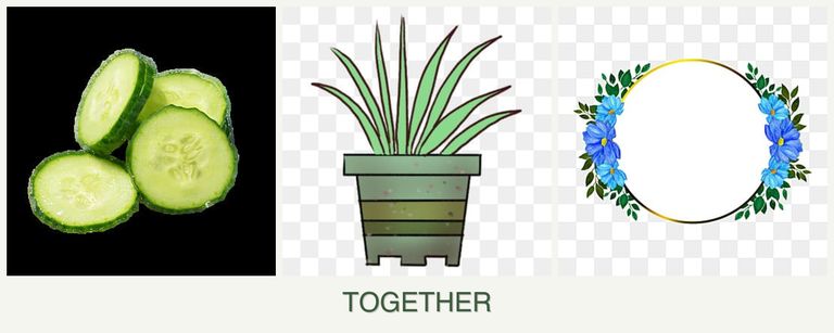 Can you plant cucumbers, lemongrass and zinnias together?