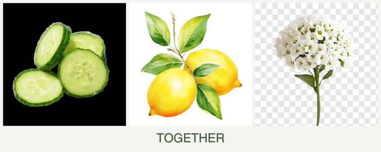 Can you plant cucumbers, lemons and alyssum together?