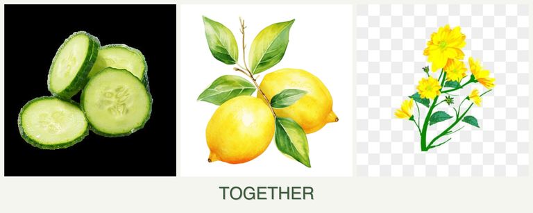 Can you plant cucumbers, lemons and calendula together?