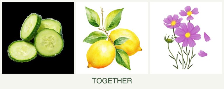 Can you plant cucumbers, lemons and cosmos together?