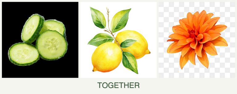 Can you plant cucumbers, lemons and dahlias together?