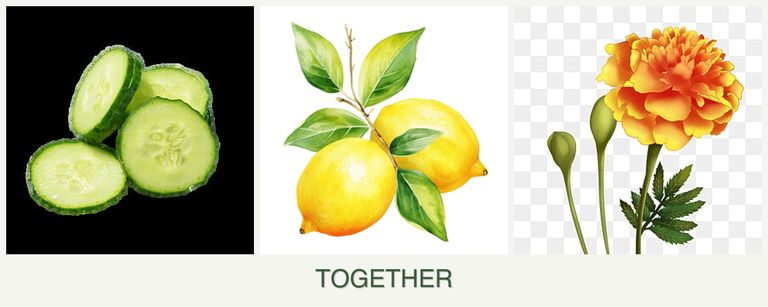 Can you plant cucumbers, lemons and marigolds together?