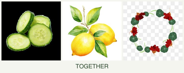 Can you plant cucumbers, lemons and nasturtiums together?