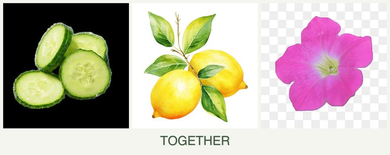 Can you plant cucumbers, lemons and petunias together?