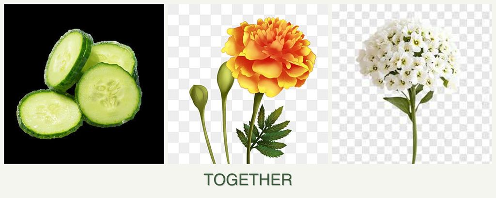 Can you plant cucumbers, marigolds and alyssum together?