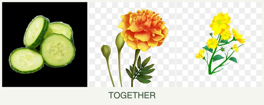 Can you plant cucumbers, marigolds and calendula together?