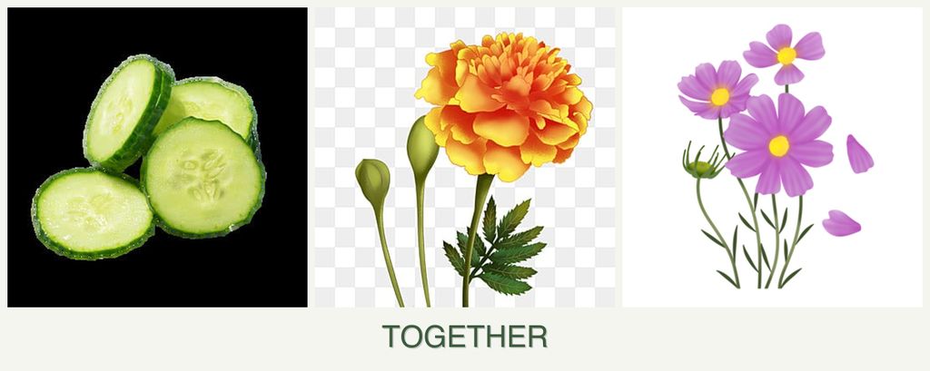 Can you plant cucumbers, marigolds and cosmos together?
