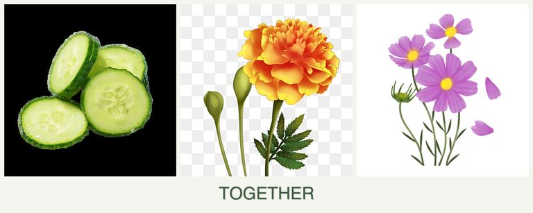 Can you plant cucumbers, marigolds and cosmos together?