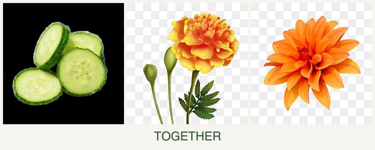 Can you plant cucumbers, marigolds and dahlias together?