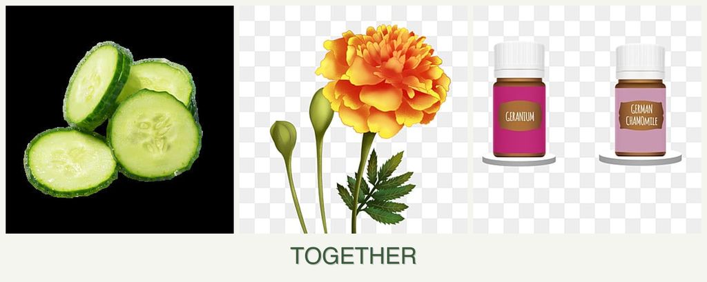 Can you plant cucumbers, marigolds and geraniums together?