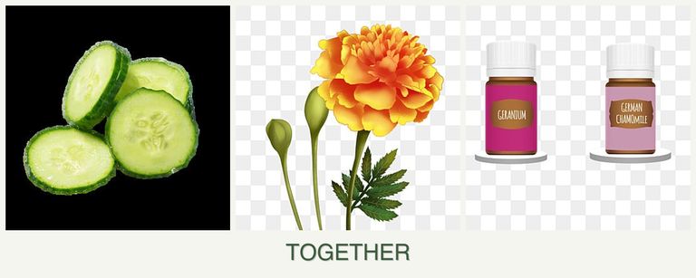 Can you plant cucumbers, marigolds and geraniums together?