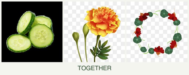Can you plant cucumbers, marigolds and nasturtiums together?
