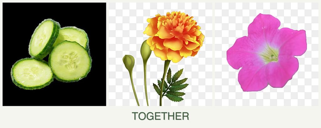 Can you plant cucumbers, marigolds and petunias together?