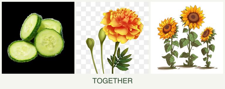 Can you plant cucumbers, marigolds and sunflowers together?