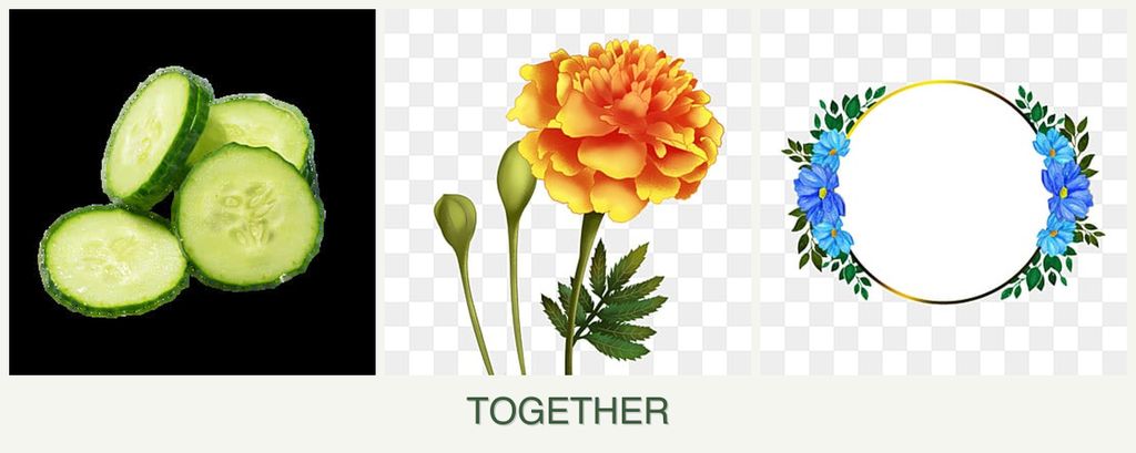 Can you plant cucumbers, marigolds and zinnias together?