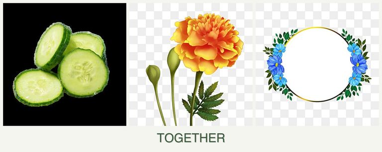 Can you plant cucumbers, marigolds and zinnias together?