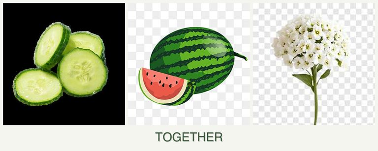 Can you plant cucumbers, melons and alyssum together?