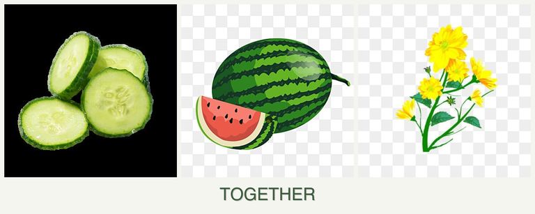 Can you plant cucumbers, melons and calendula together?