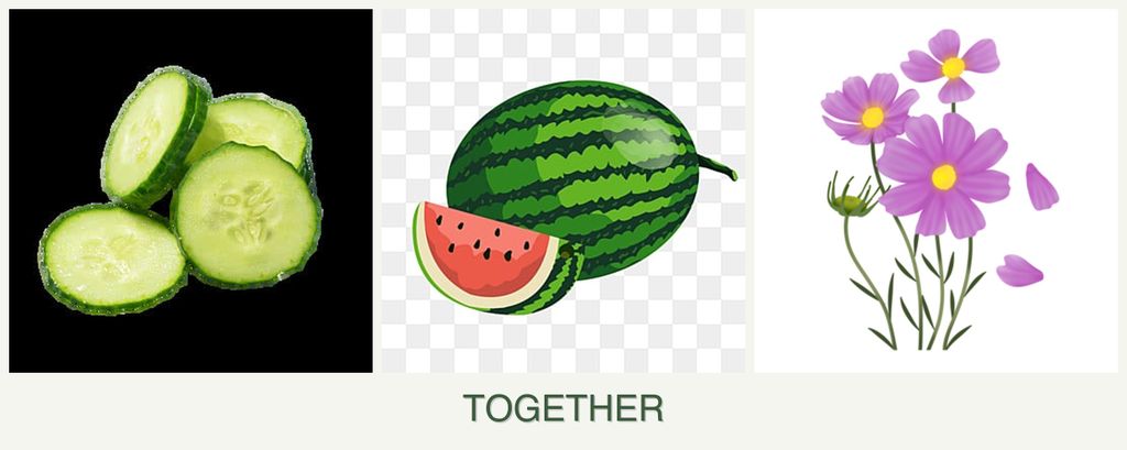 Can you plant cucumbers, melons and cosmos together?