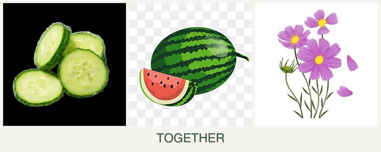 Can you plant cucumbers, melons and cosmos together?