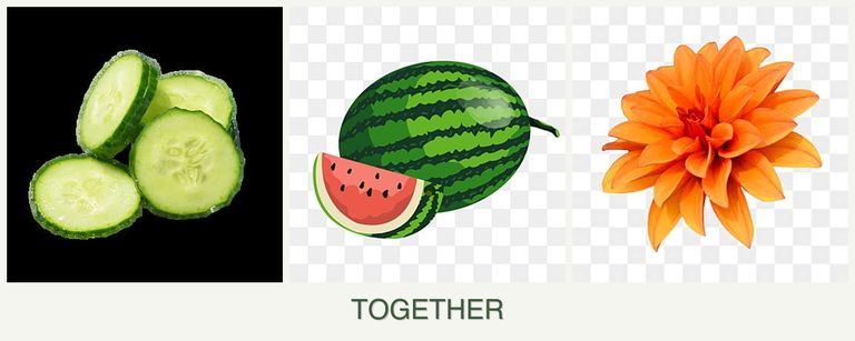 Can you plant cucumbers, melons and dahlias together?