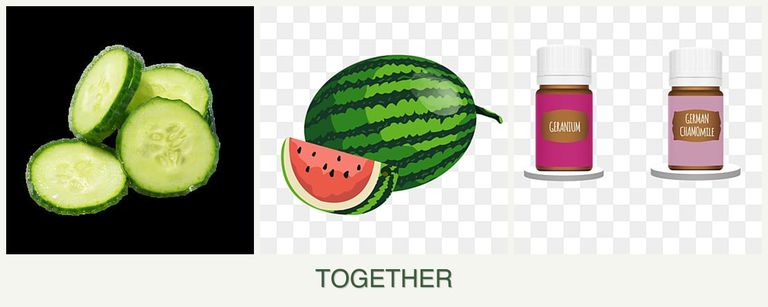 Can you plant cucumbers, melons and geraniums together?
