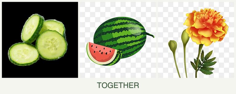 Can you plant cucumbers, melons and marigolds together?