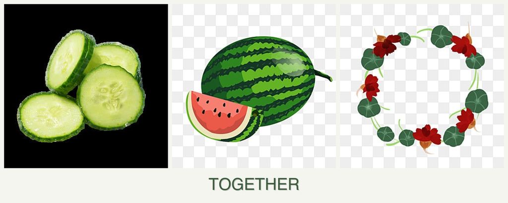 Can you plant cucumbers, melons and nasturtiums together?