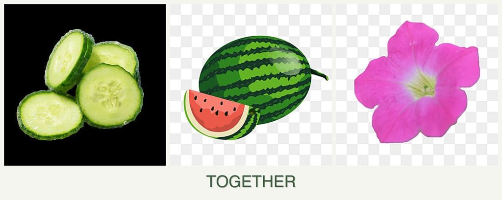 Can you plant cucumbers, melons and petunias together?