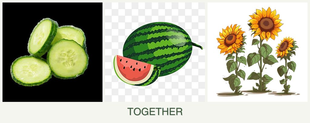 Can you plant cucumbers, melons and sunflowers together?