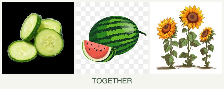 Can you plant cucumbers, melons and sunflowers together?