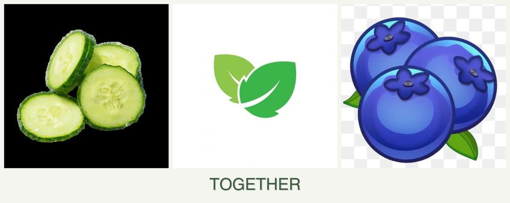 Can you plant cucumbers, mint and blueberries together?