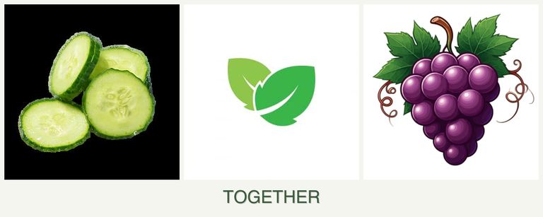 Can you plant cucumbers, mint and grapes together?