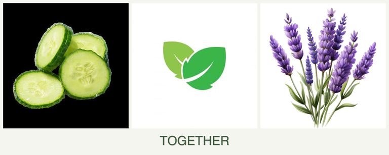 Can you plant cucumbers, mint and lavender together?