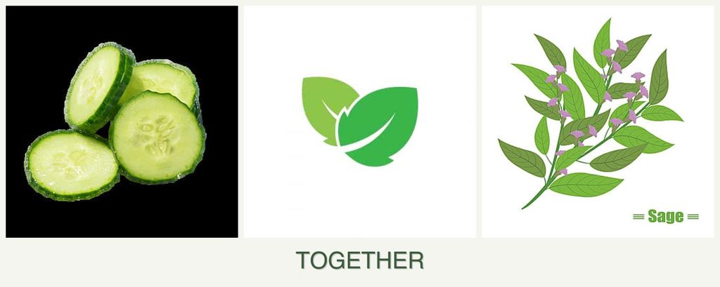 Can you plant cucumbers, mint and sage together?