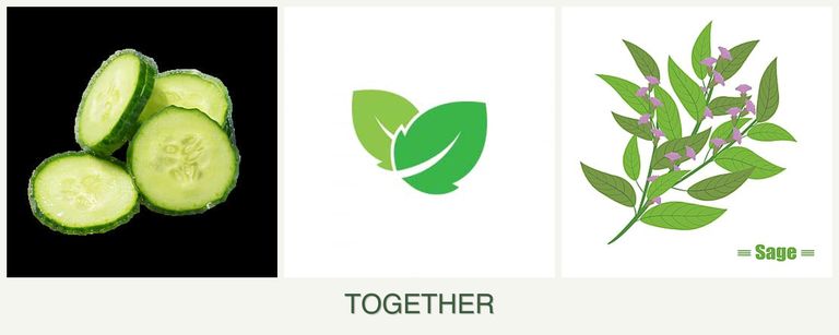 Can you plant cucumbers, mint and sage together?