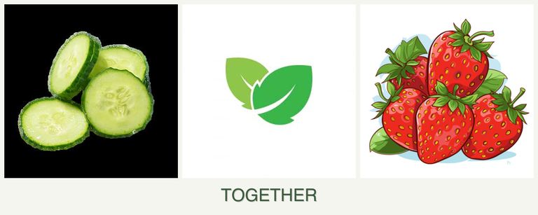 Can you plant cucumbers, mint and strawberries together?
