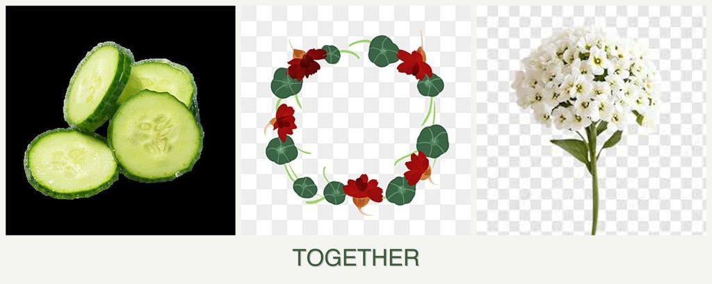 Can you plant cucumbers, nasturtiums and alyssum together?