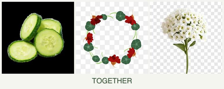 Can you plant cucumbers, nasturtiums and alyssum together?