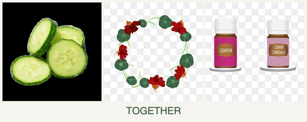 Can you plant cucumbers, nasturtiums and geraniums together?