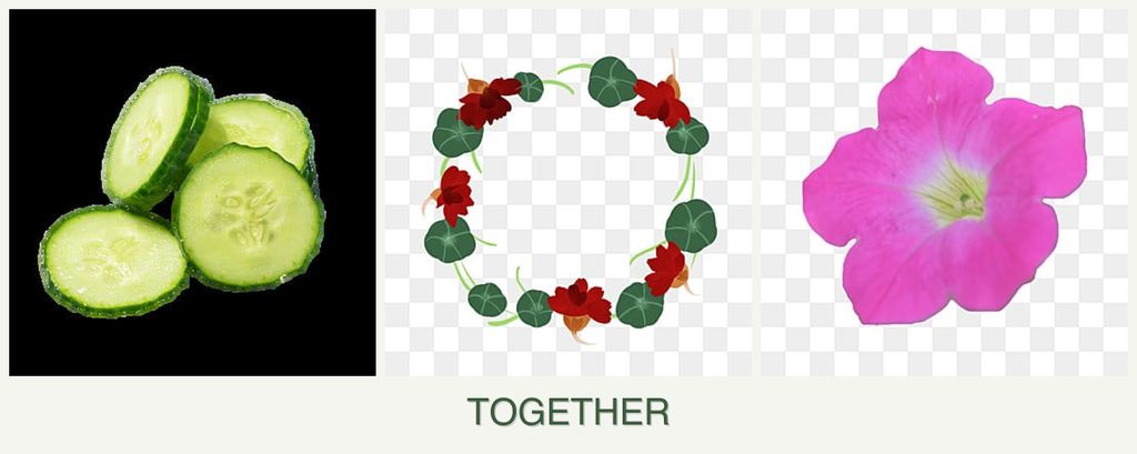 Can you plant cucumbers, nasturtiums and petunias together?