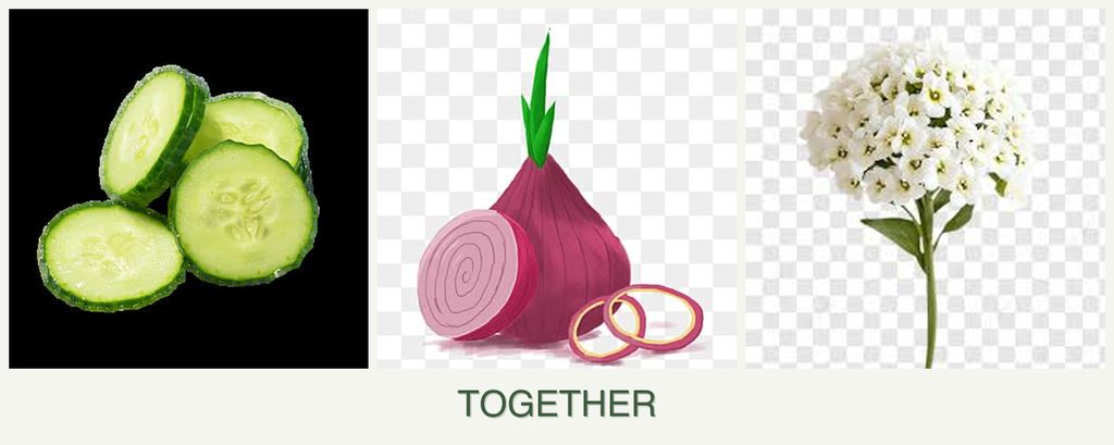 Can you plant cucumbers, onions and alyssum together?