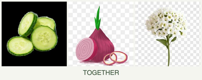 Can you plant cucumbers, onions and alyssum together?