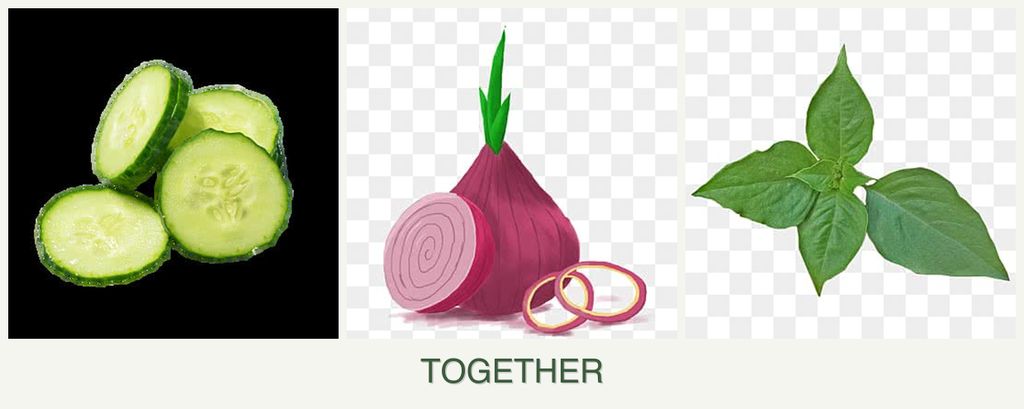 Can you plant cucumbers, onions and basil together?